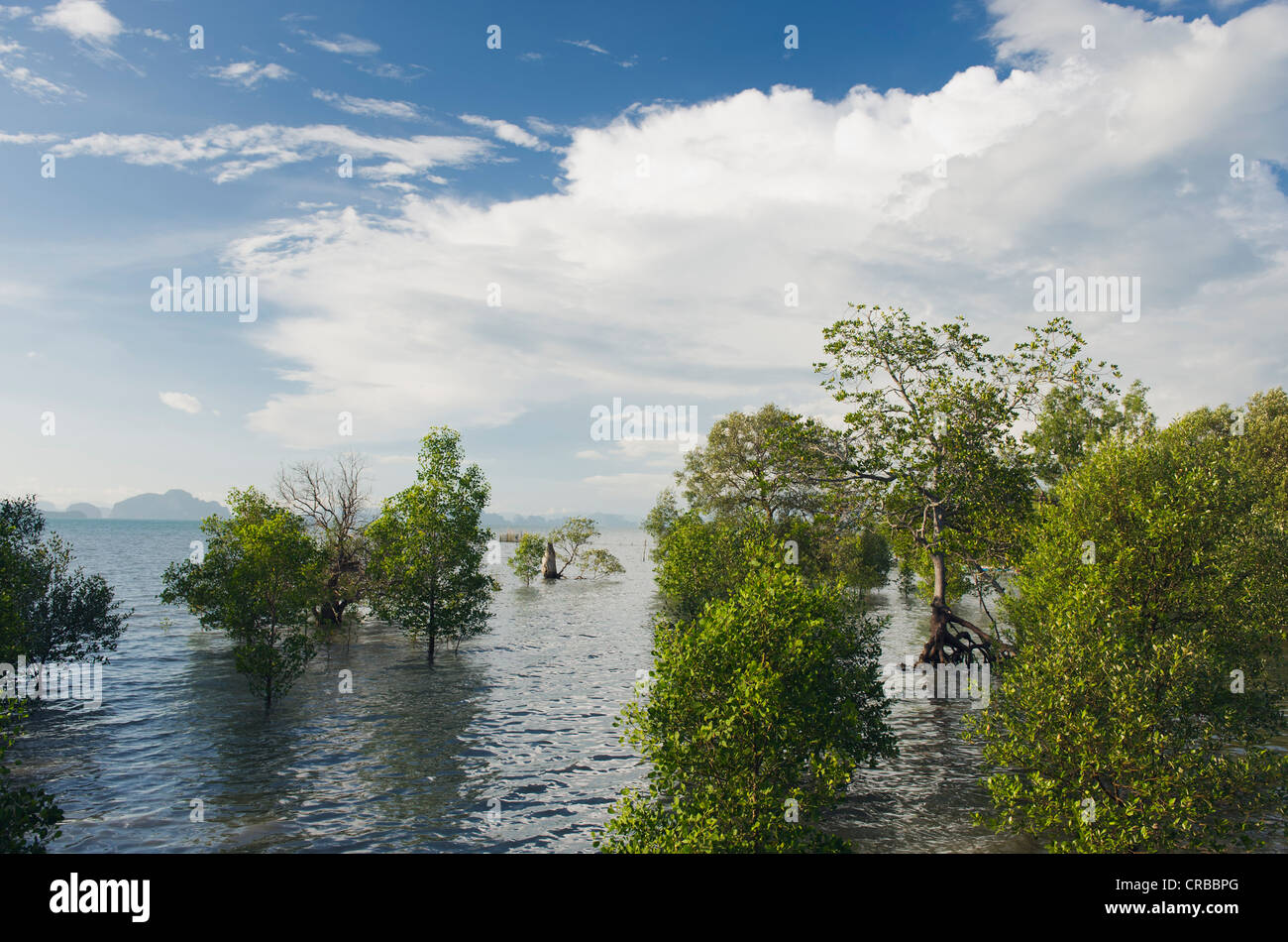 Costa di mangrovie, Ban Tha Tondo, Isola Koh Yao Noi, Phang Nga, Thailandia, Sud-est asiatico, in Asia Foto Stock