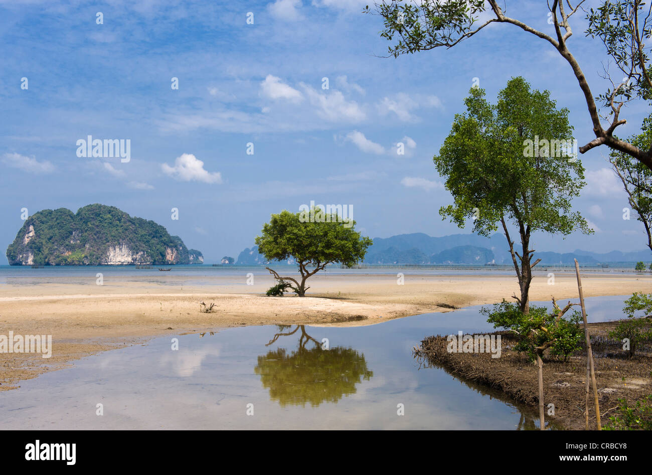 Costa di mangrovie, baia di Ao Tha Len, Krabi, Thailandia, Asia Foto Stock