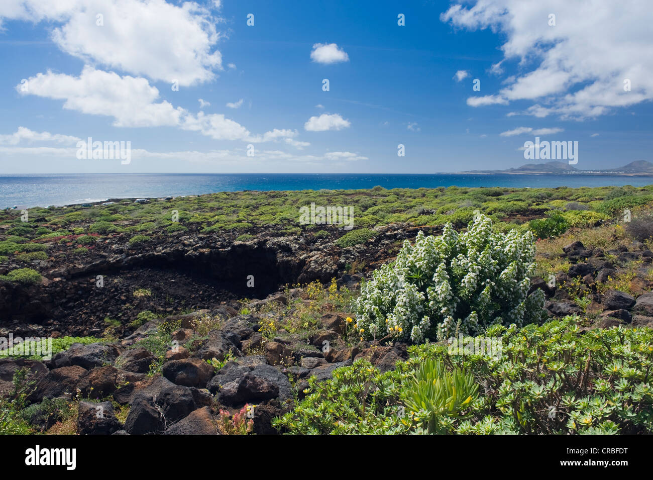 Vegetazione sul terreno vulcanico, Punta Usaje costa vicino a Jameos del Agua, Lanzarote, Isole Canarie, Spagna, Europa Foto Stock