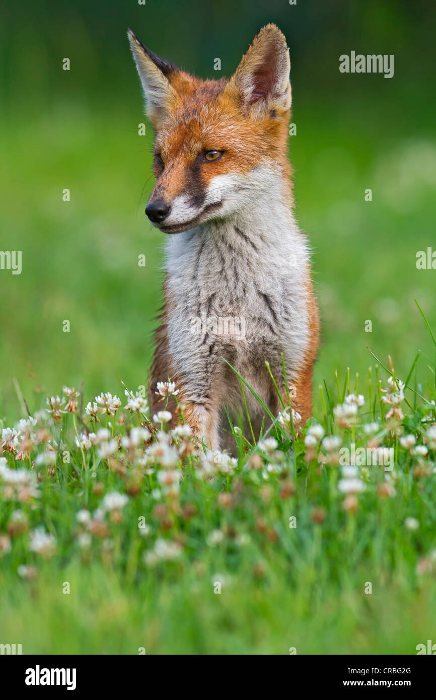 Red Fox (Vulpes vulpes vulpes), seduta in prato, dopo una doccia a pioggia, a sud-est dell' Inghilterra, Regno Unito, Europa Foto Stock