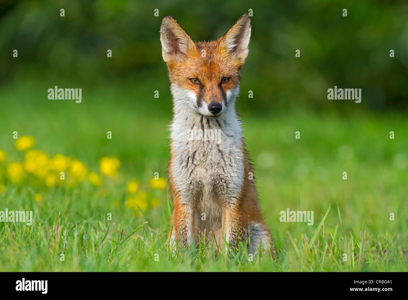 Red Fox (Vulpes vulpes vulpes), seduta in erba, sud-est dell' Inghilterra, Regno Unito, Europa Foto Stock