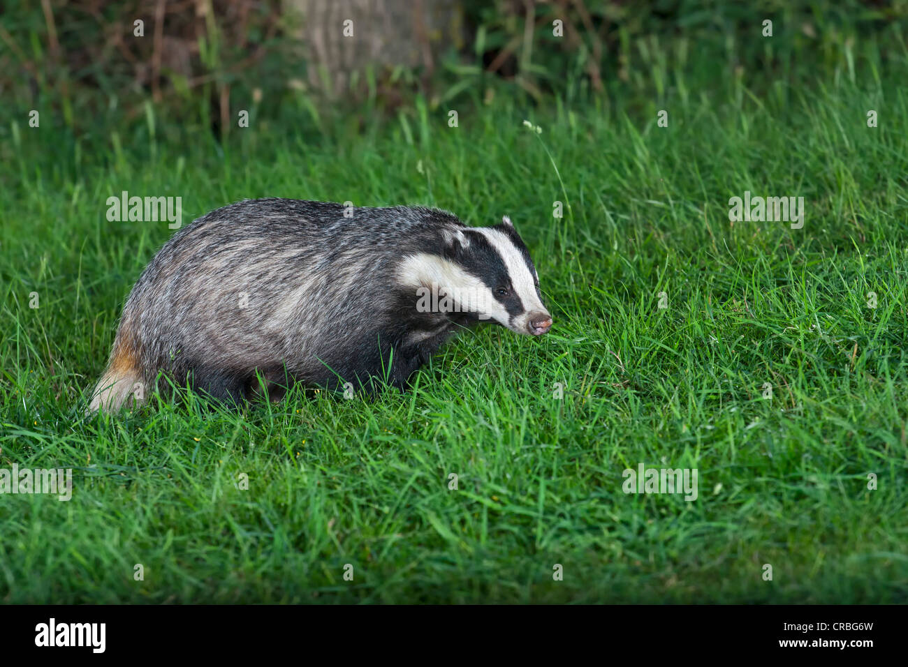 Europea (Badger Meles meles), in erba, sud-est dell' Inghilterra, Regno Unito, Europa Foto Stock