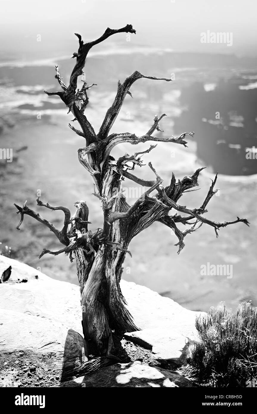 Albero morto, Grandview Point, Island in the Sky, il Parco Nazionale di Canyonlands, Utah, Stati Uniti d'America Foto Stock