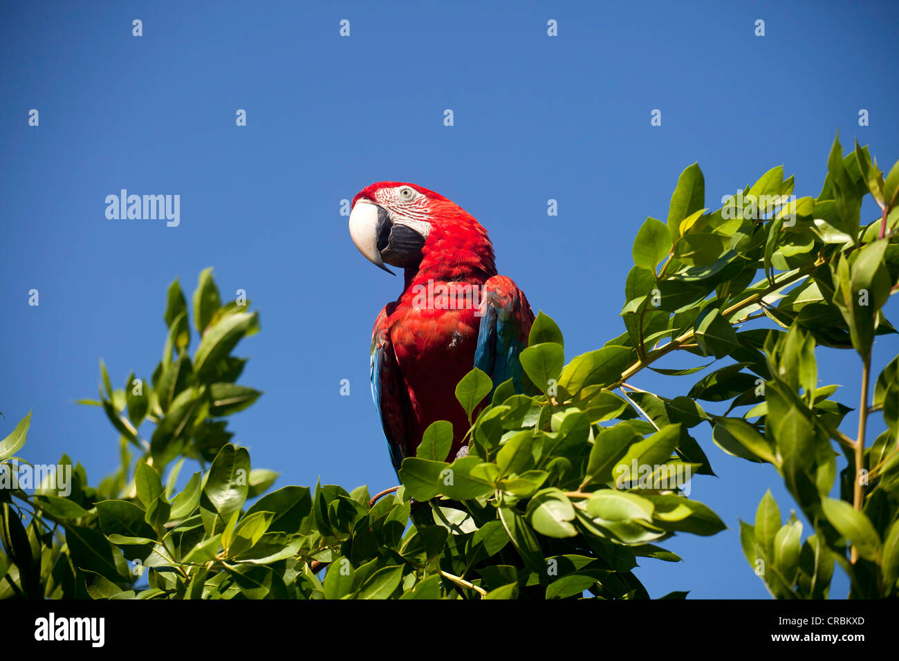 Scarlet Macaw (Ara macao) in una struttura ad albero, Bocas del Toro, Panama America Centrale Foto Stock