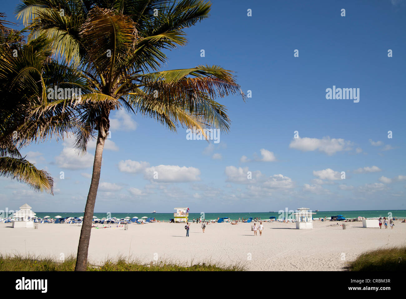 Palme da cocco sulla spiaggia, South Beach, Miami, Florida, Stati Uniti d'America Foto Stock