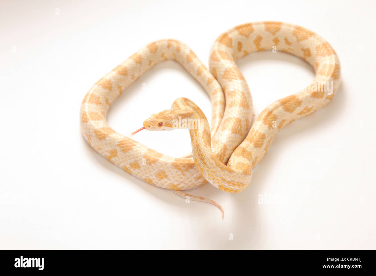 Pitone reticolato snake dall Indonesia. Foto Stock