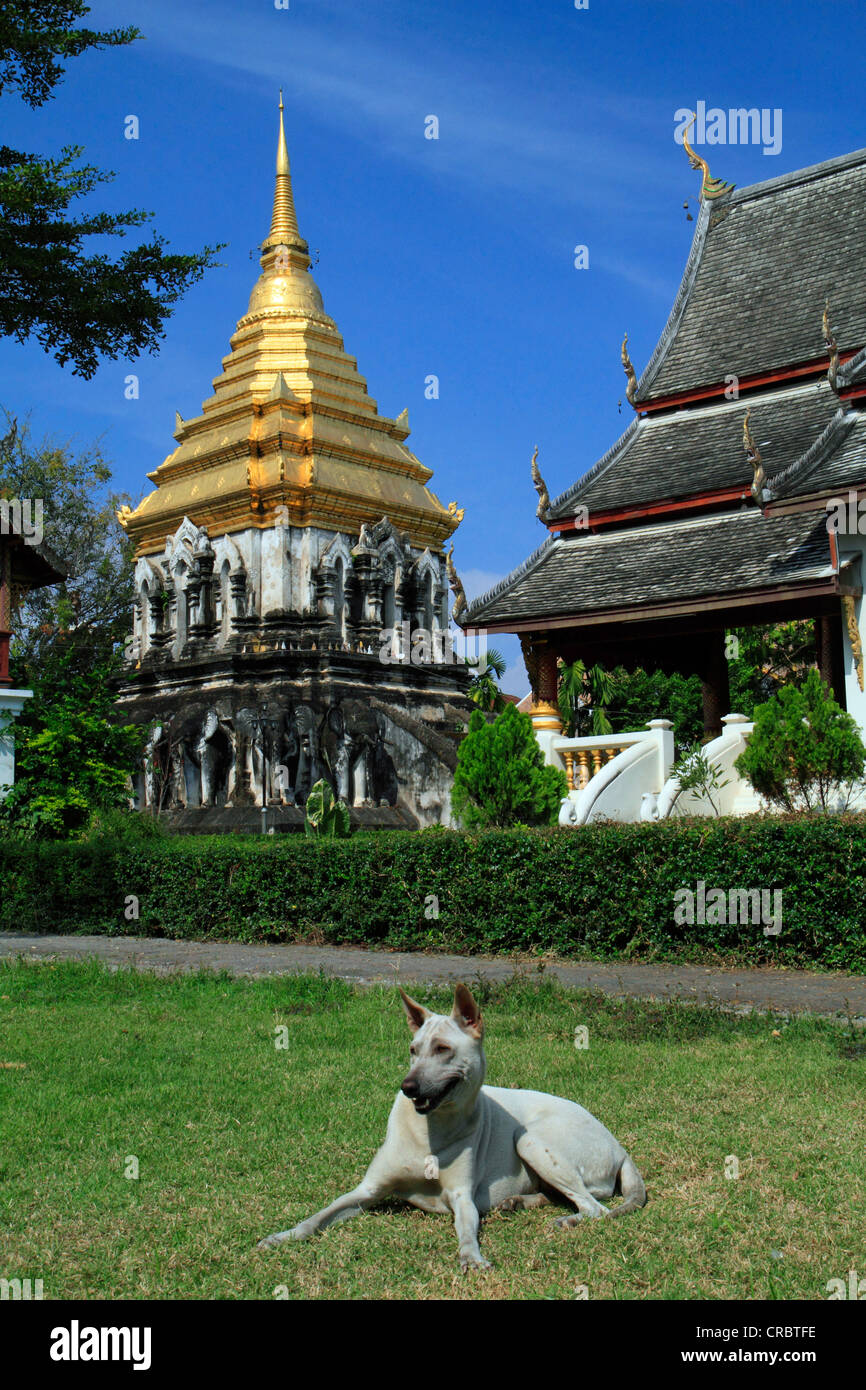Temple Dog di fronte al Wat Chiang Man tempio, Chiang Mai, Thailandia, Asia Foto Stock