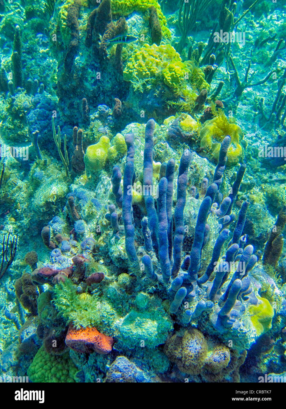 Spugne al Coral reff. Providenciales. Isole Turks e Caicos. Foto Stock