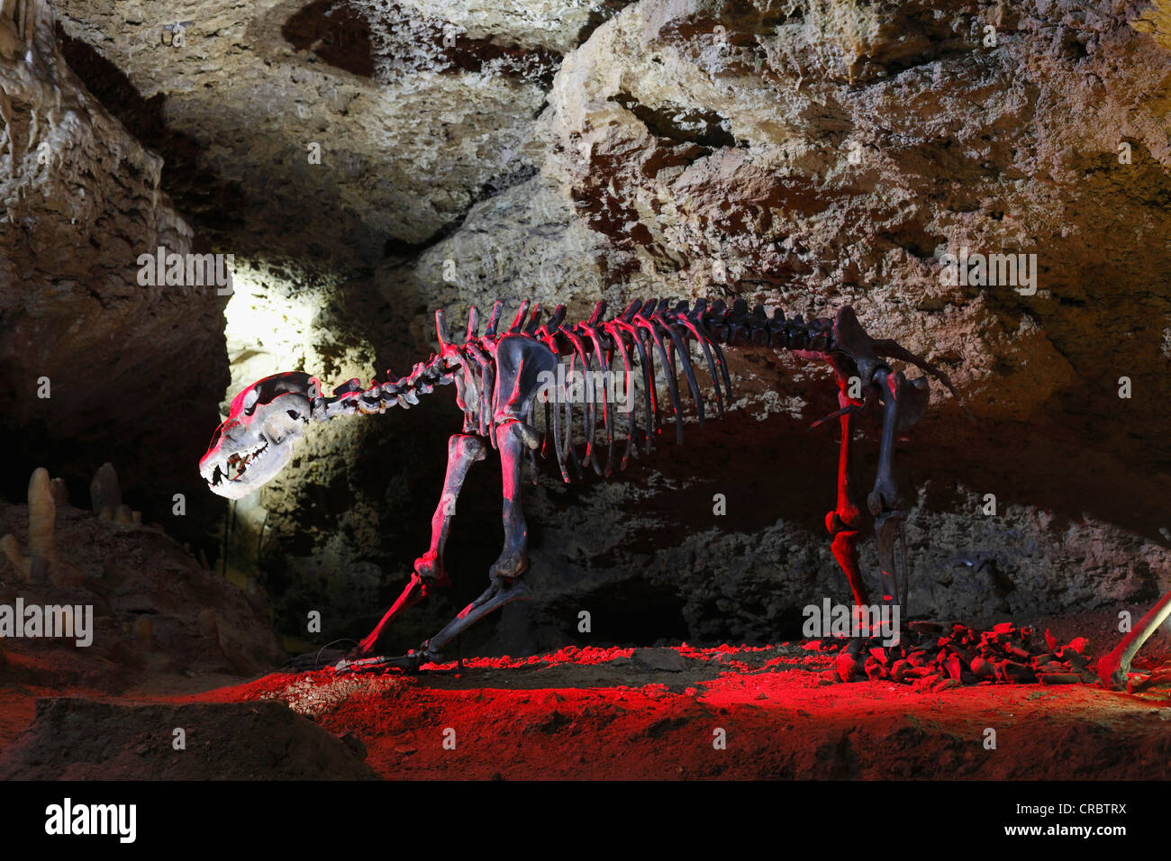 Orso delle Caverne (Ursus spelaeus), originale scheletro, Devil's Cave, Pottenstein, piccola Svizzera, Alta Franconia, Franconia Foto Stock