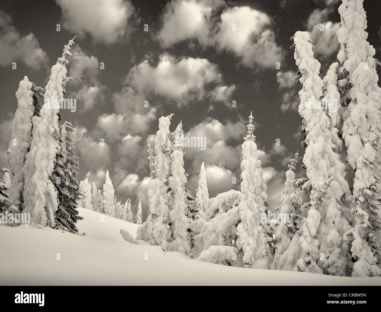 Neve pesante sugli alberi. Mt. Rainier National Park, Washington Foto Stock