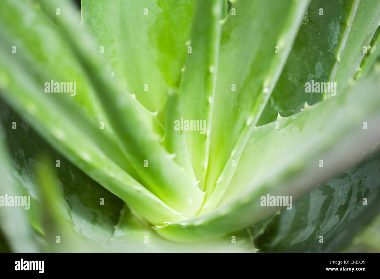 Close up di aloe vera pianta Foto Stock