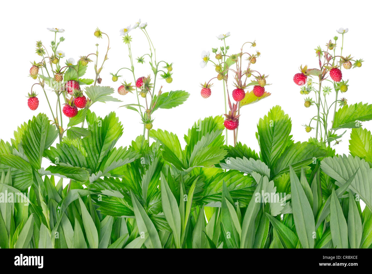 Le piante di confine composizione astratta basata sulle canzoni di John Lennon's "campi delle fragole Forever' isolato Foto Stock