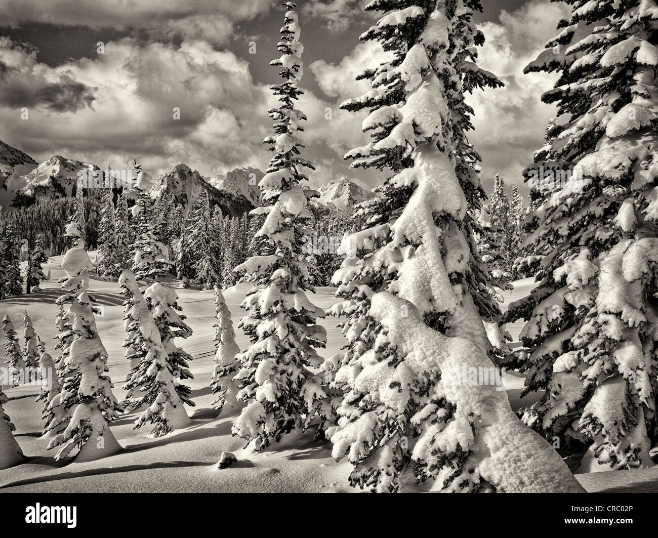Coperta di neve alberi e Tatoosh montagne. Mt. Rainier National Park, Washington Foto Stock