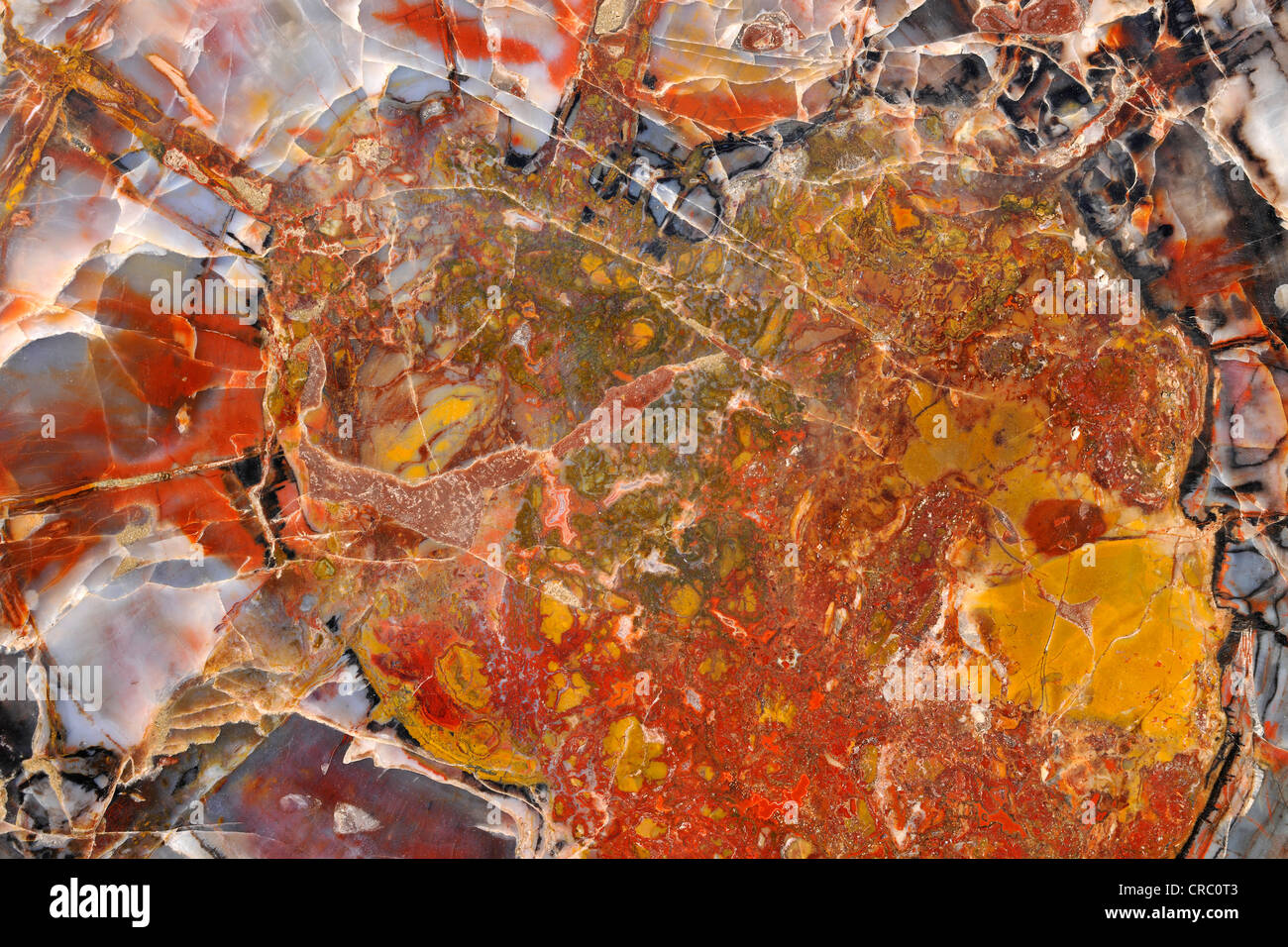 Alberi pietrificato, legno fossile, sezione trasversale, Parco Nazionale di Bryce Canyon, Utah, Stati Uniti d'America, STATI UNITI D'AMERICA Foto Stock