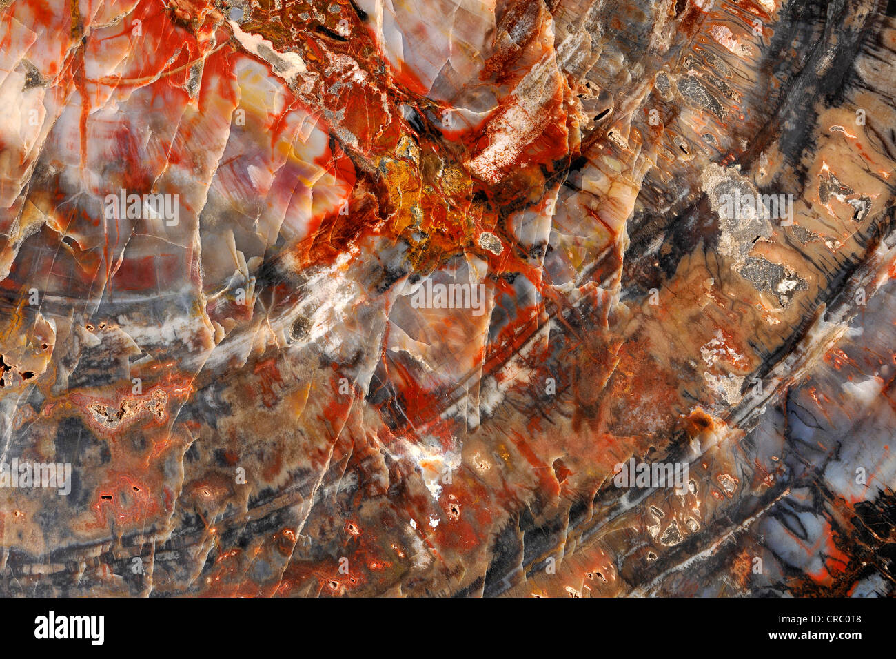 Alberi pietrificato, legno fossile, sezione trasversale, Parco Nazionale di Bryce Canyon, Utah, Stati Uniti d'America, STATI UNITI D'AMERICA Foto Stock