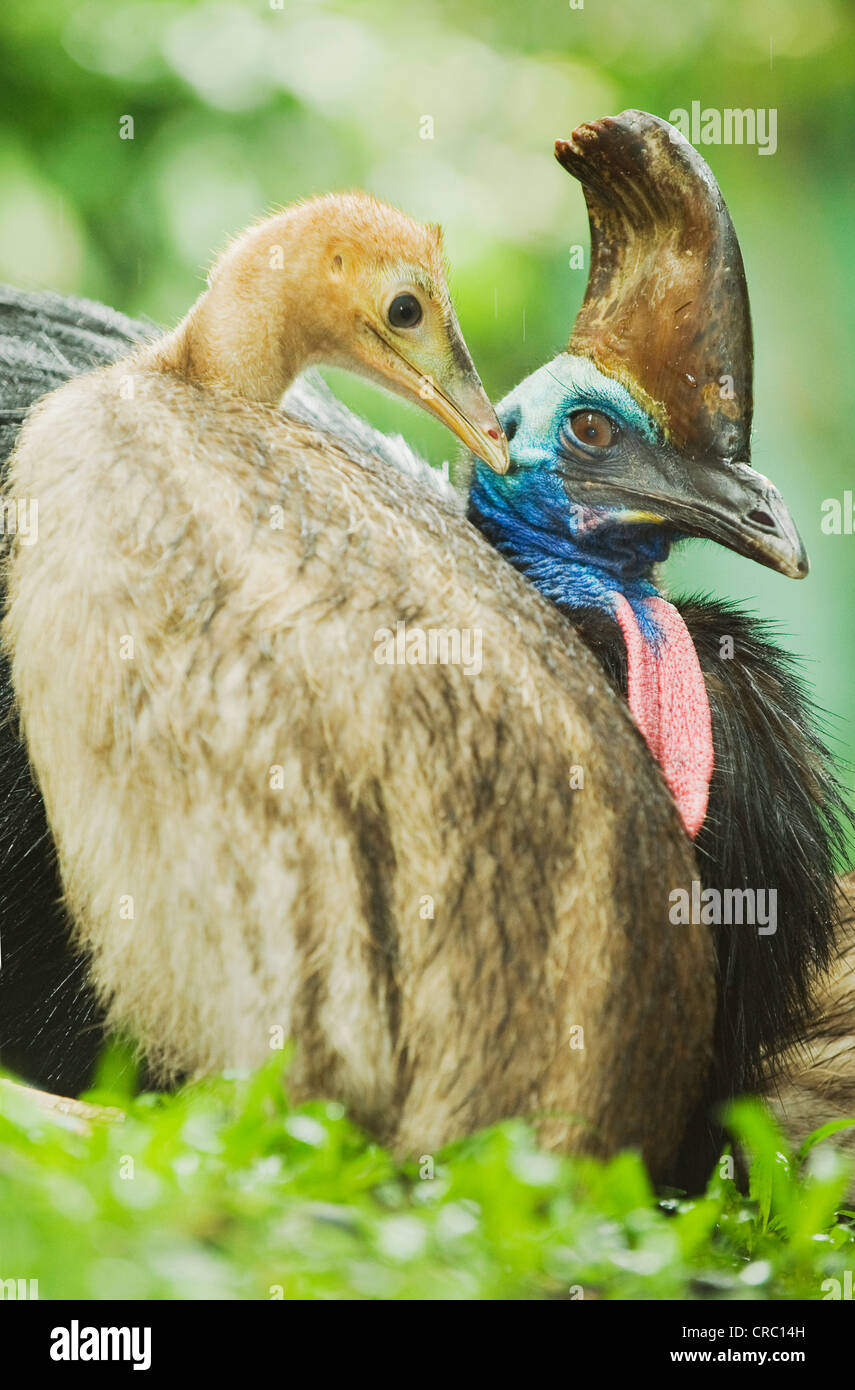 Southern o Double-Wattled Casuario (Casuarius casuarius), maschio con pulcini, altopiano di Atherton, Queensland, Australia selvatica Foto Stock