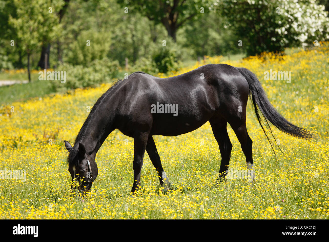 Cavallo nero, Frauenried, Irschenberg distretto, Alta Baviera, Baviera, Germania, Europa PublicGround Foto Stock