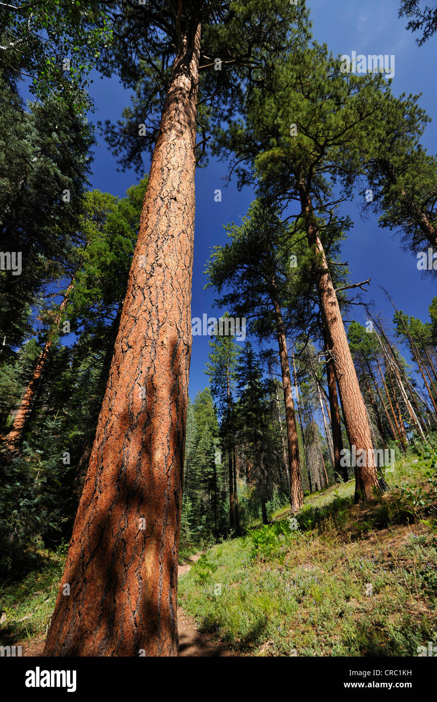 Ponderosa Pine, Bull Pine, Blackjack pino o Western Yellow Pine (Pinus ponderosa) lungo il sentiero Widforss Foto Stock