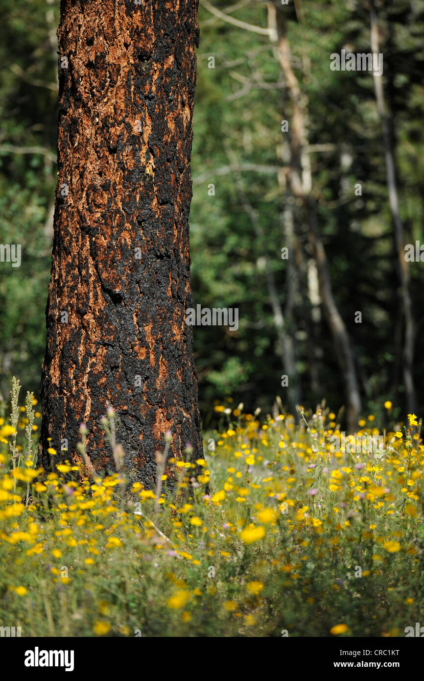 Firmato tronco di albero di una Ponderosa Pine, Bull Pine, Blackjack pino o Western Yellow Pine (Pinus ponderosa), con in particolare Foto Stock