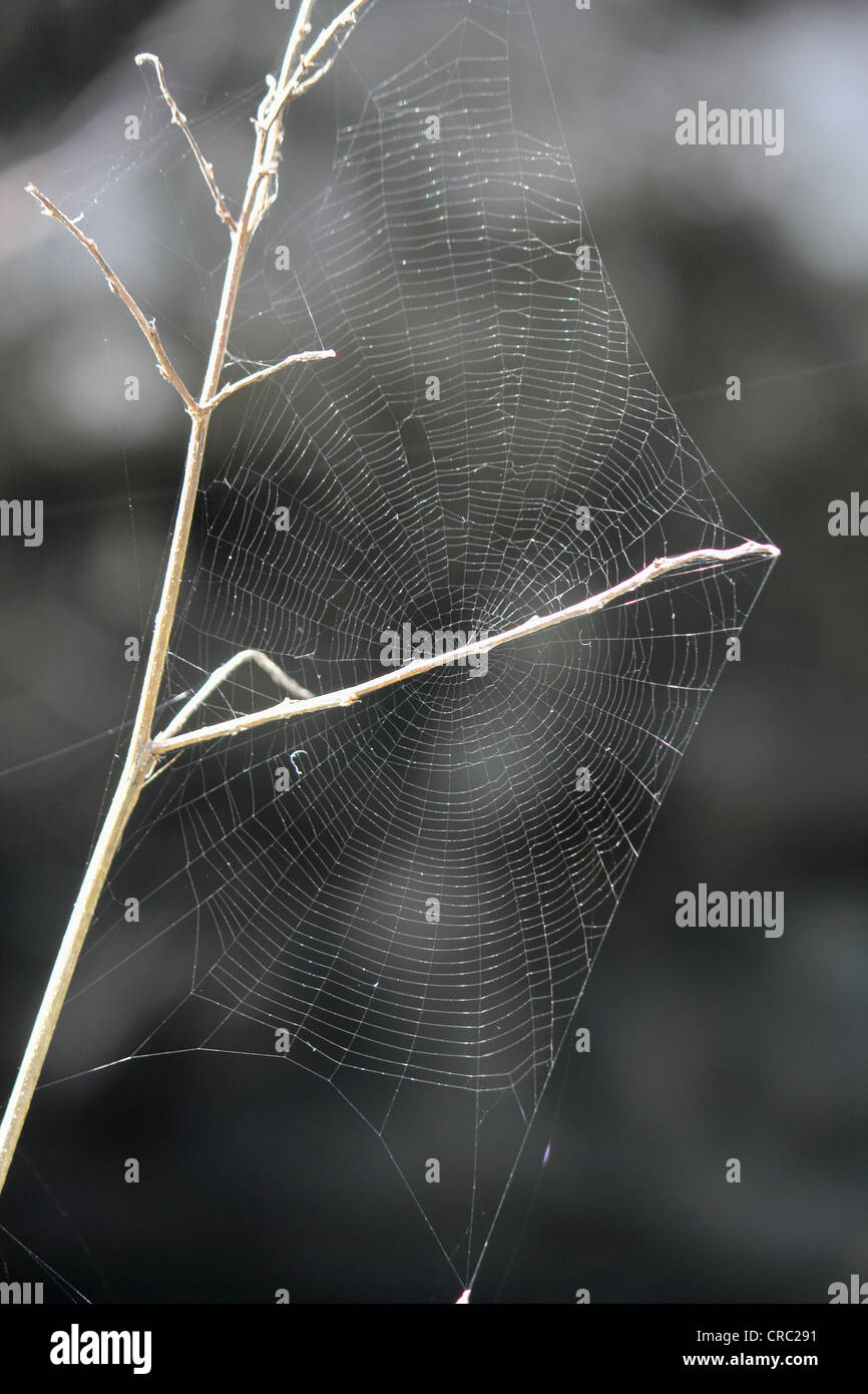 Spider Web Foto Stock
