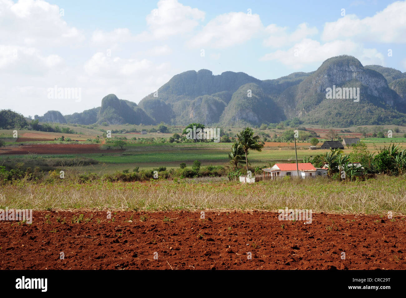 Allevamento nella Valle de Vinales national park, Pinar del Rio provincia, Cuba, Antille Maggiori, dei Caraibi e America centrale Foto Stock