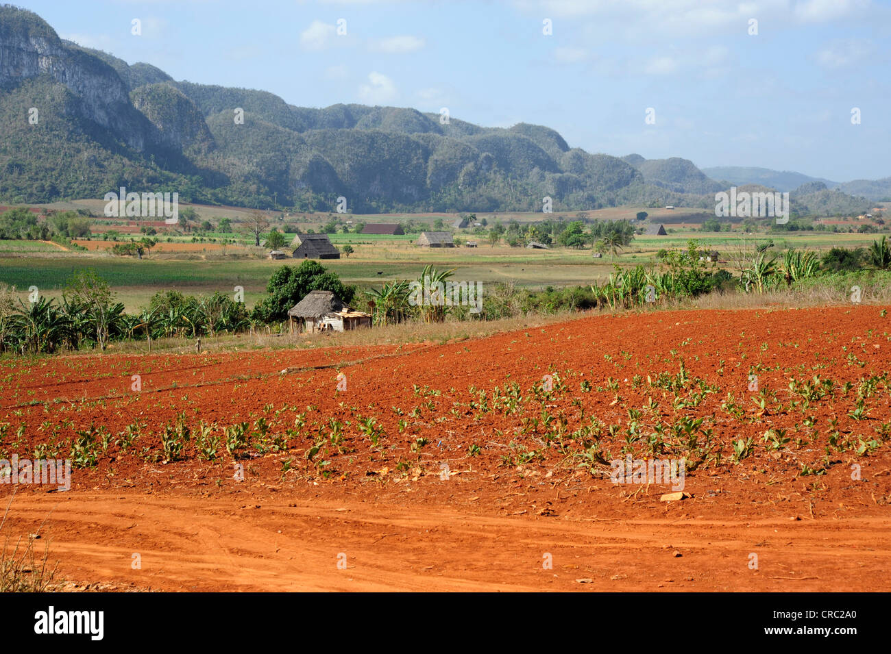 Allevamento nella Valle de Vinales national park, Pinar del Rio provincia, Cuba, Antille Maggiori, dei Caraibi e America centrale Foto Stock