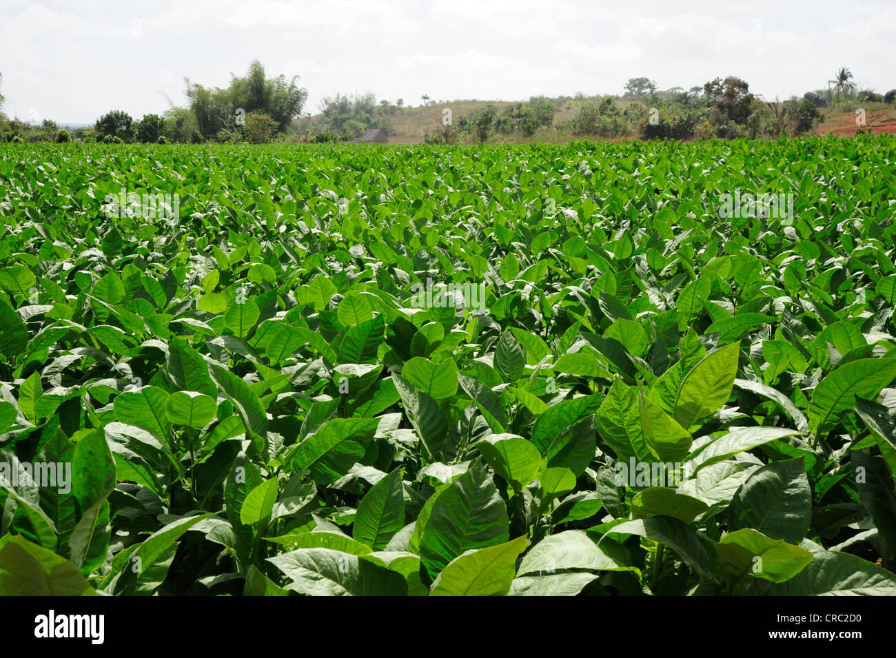 Foglie di tabacco, pianta di tabacco (Nicotiana), piantagione di tabacco, allevamento nella Valle de Vinales national park Foto Stock
