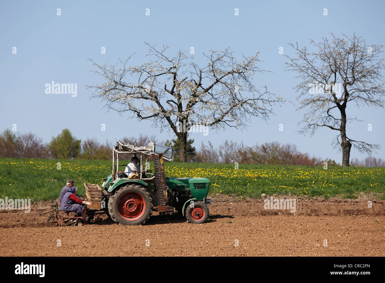 La semina delle patate con il trattore, Thuisbrunn, Svizzera della Franconia, Alta Franconia, Franconia, Baviera, Germania, Europa Foto Stock