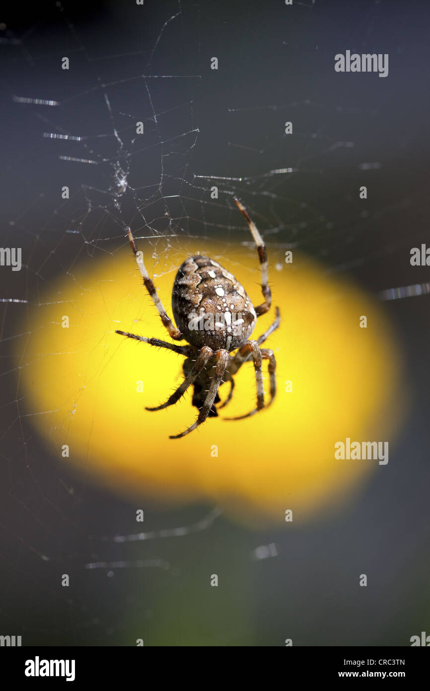 Giardino europeo spider, diadema spider, ragno trasversale, o traversa orbweaver (Araneus diadematus) nel suo web nella parte anteriore di un giallo Foto Stock