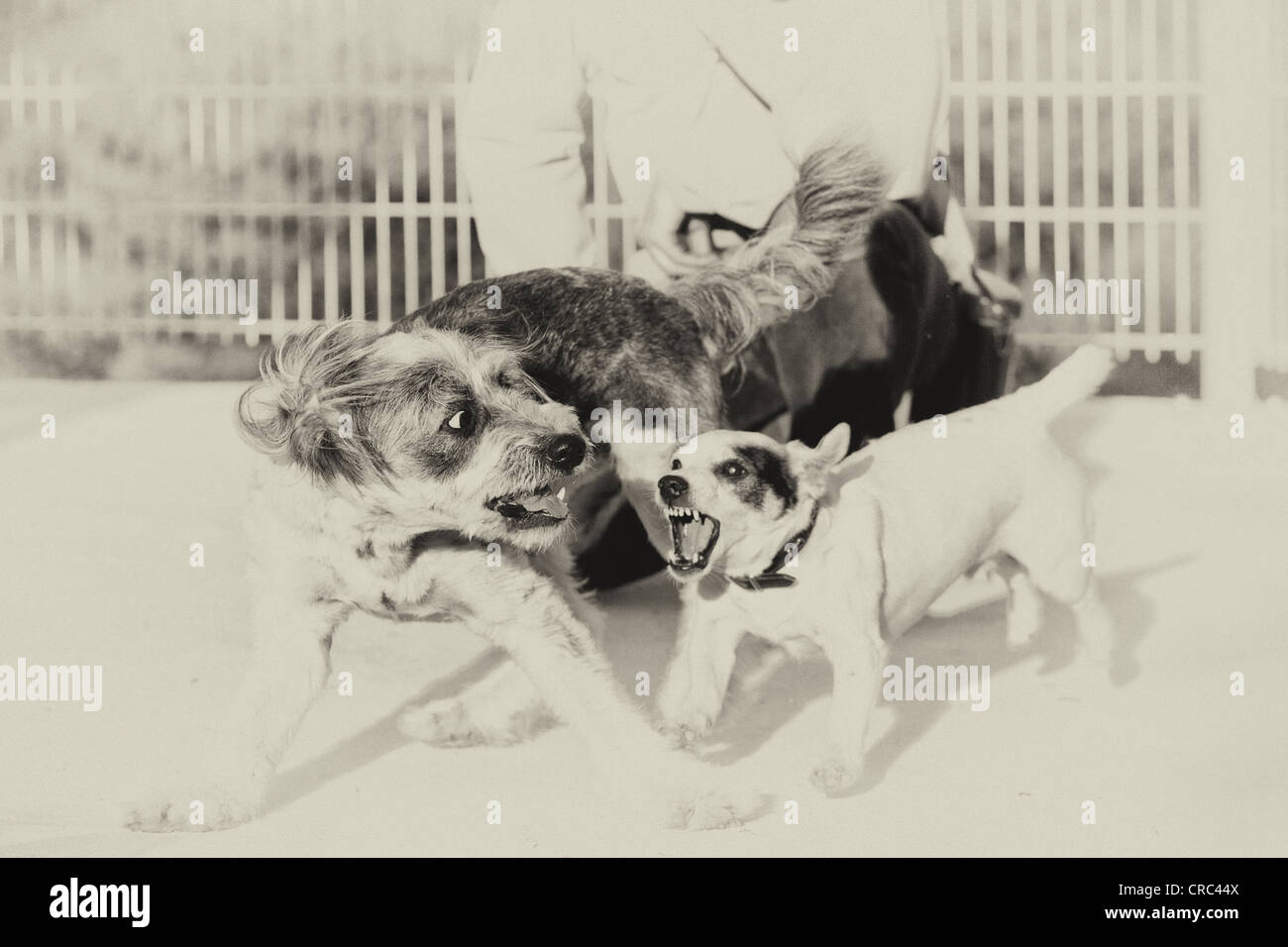 Jack Russell cane, maschio, difendersi contro pubescent mongrel dog, maschio, a scatto in corrispondenza di essa Foto Stock