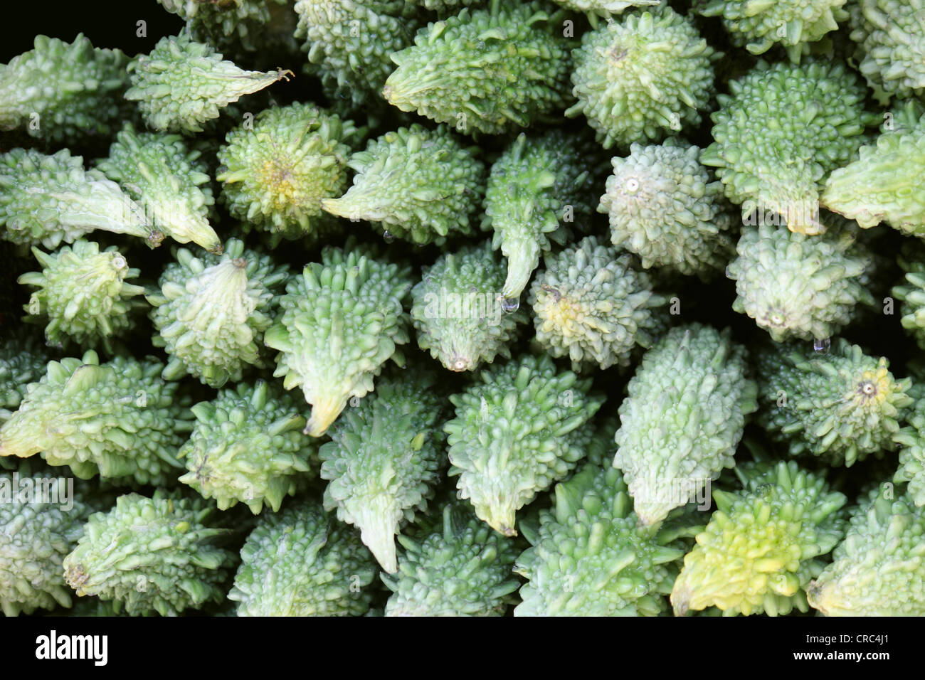 Gourd amaro (Momordica charantia) per la vendita nel mercato a Pune, India Foto Stock