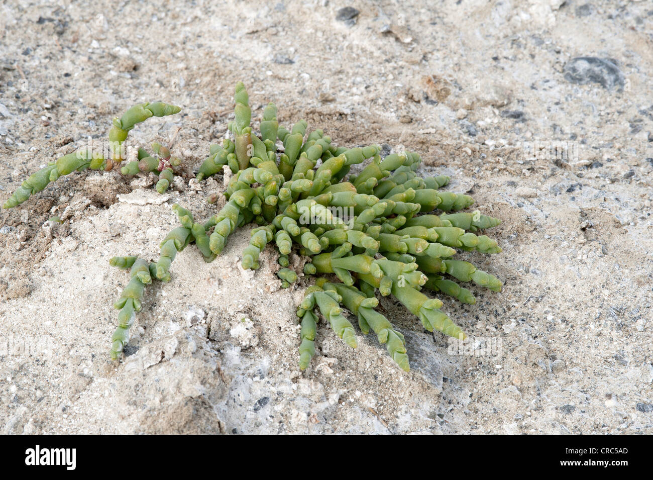 La salicornia perenne o pickleweed (Salicornia ambigua = Sarcocornia perennis) cresce su saltpan Estancia Bon Accord El Calafate Foto Stock