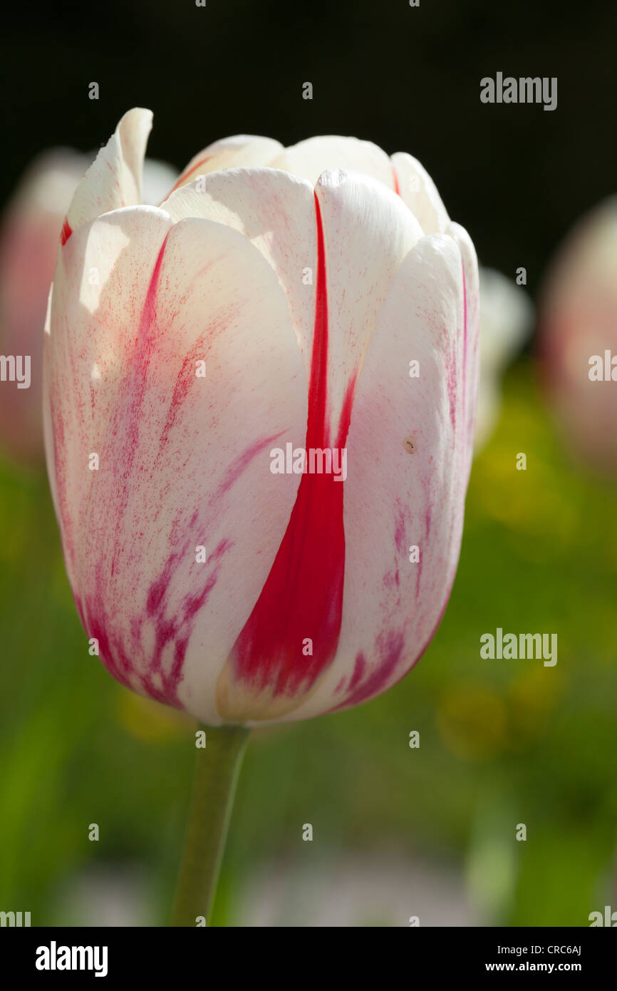 Darwin Hybrid Tulip, Darwinhybridtulpan (Tulipa gesneriana) Foto Stock