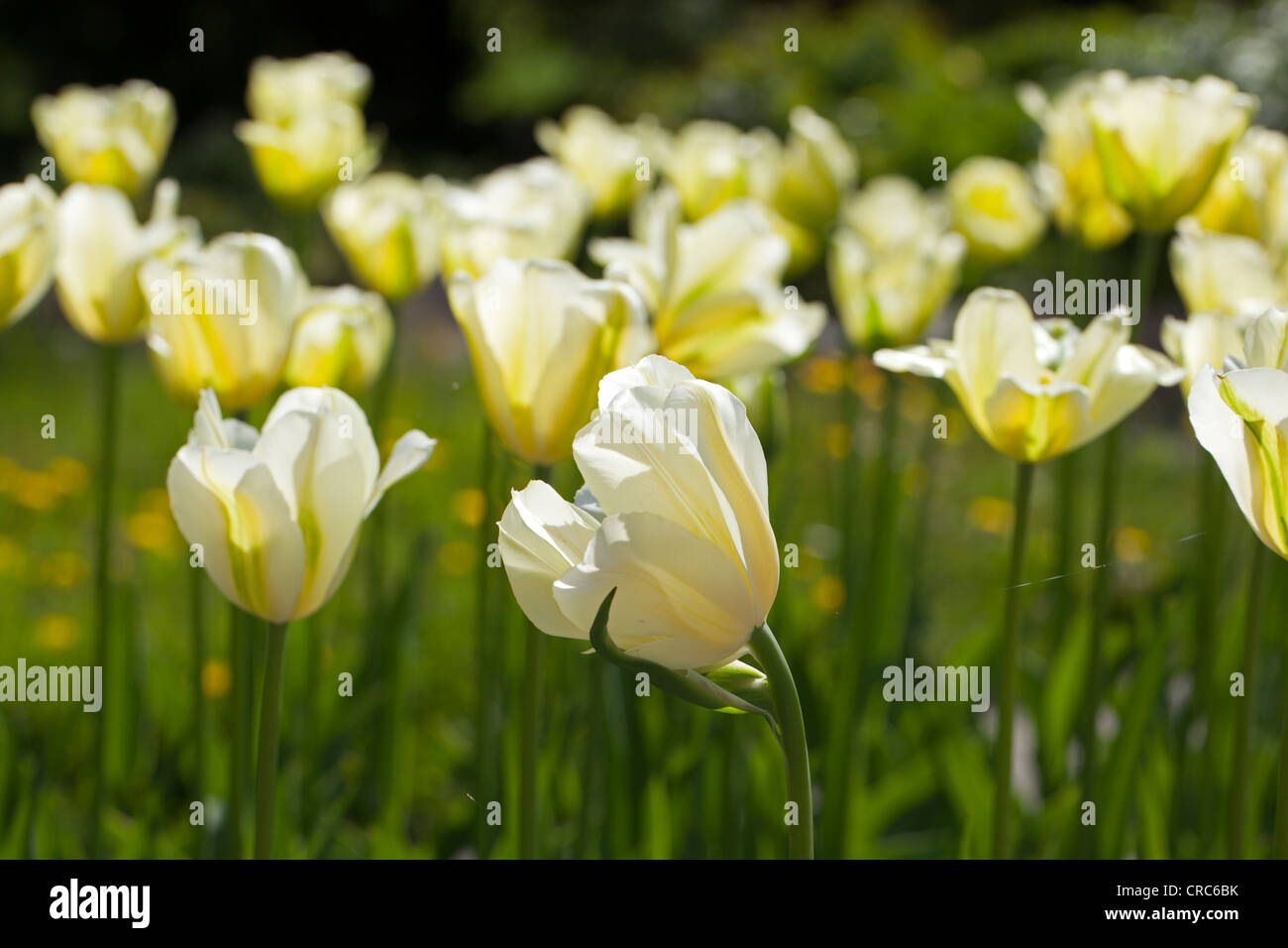 'Spring verde' Viridiflora Tulip, Viridifloratulpan (Tulipa gesneriana) Foto Stock