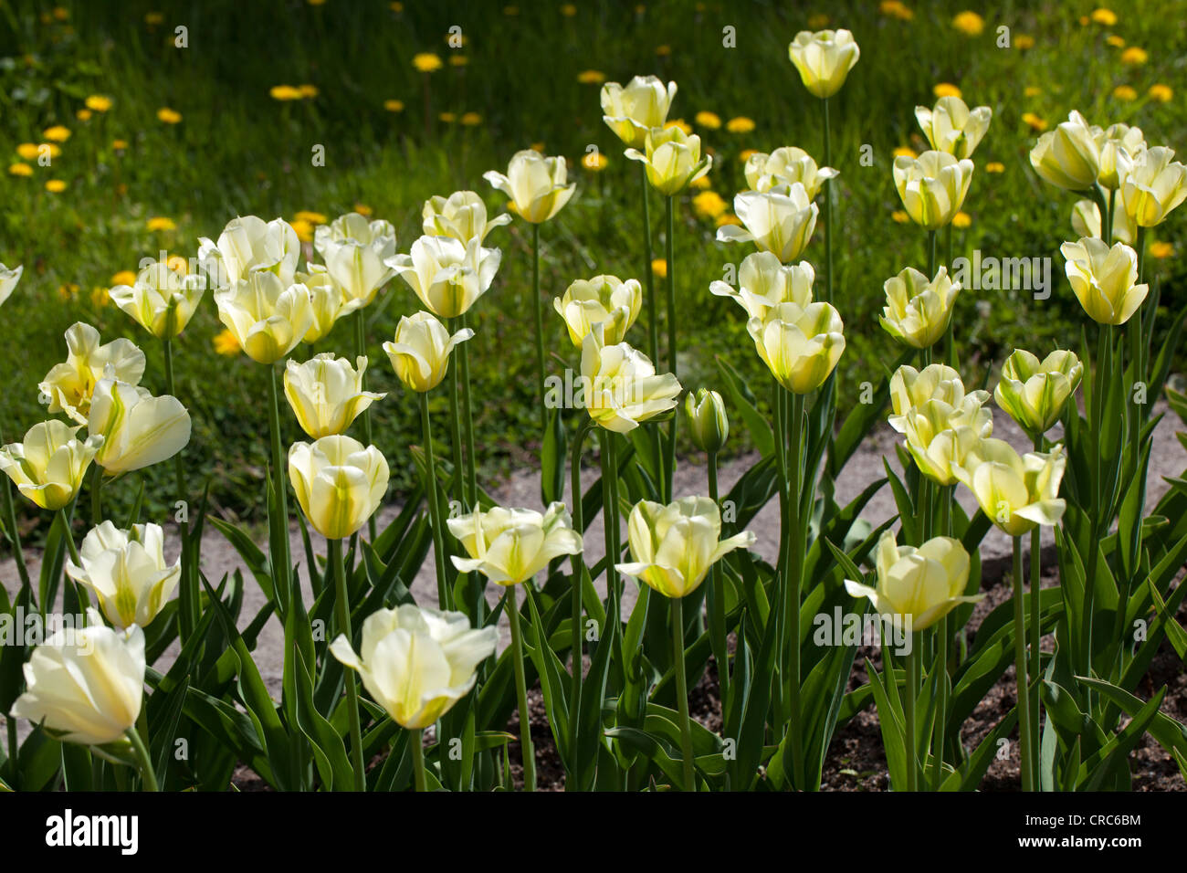 'Spring verde' Viridiflora Tulip, Viridifloratulpan (Tulipa gesneriana) Foto Stock