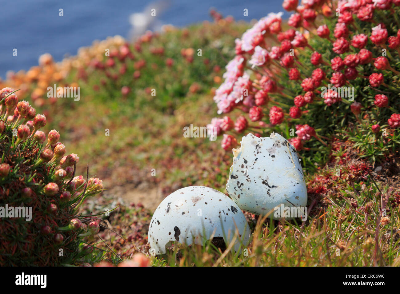 In realtà risaliva a prima e uova vuota di Guillemot (Uria aalge) seacliffs sul sito di nidificazione in testa Noup riserva RSPB Westray Isole Orcadi Scozia UK Foto Stock