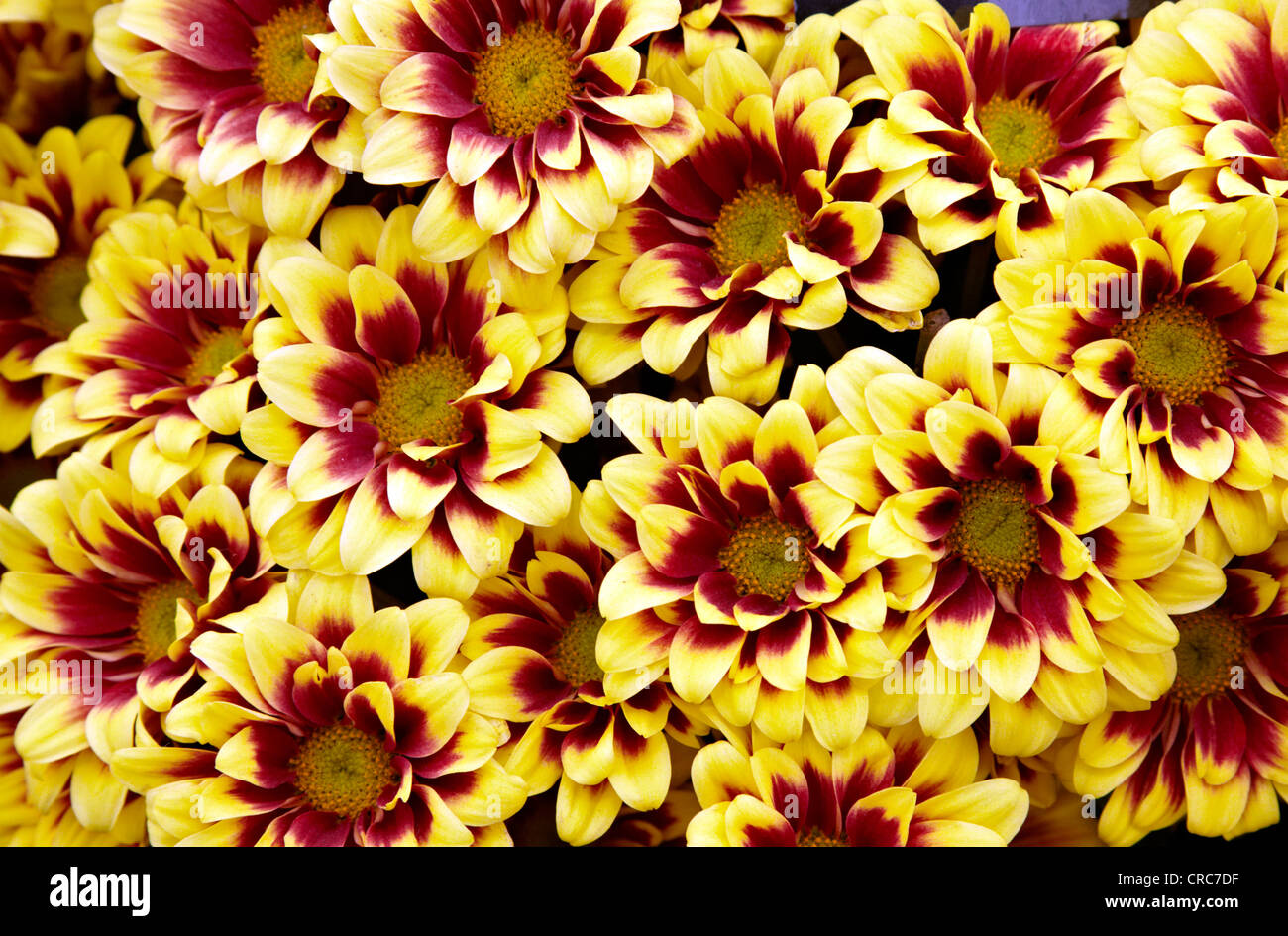 Il Chelsea Flower Show London REGNO UNITO Foto Stock