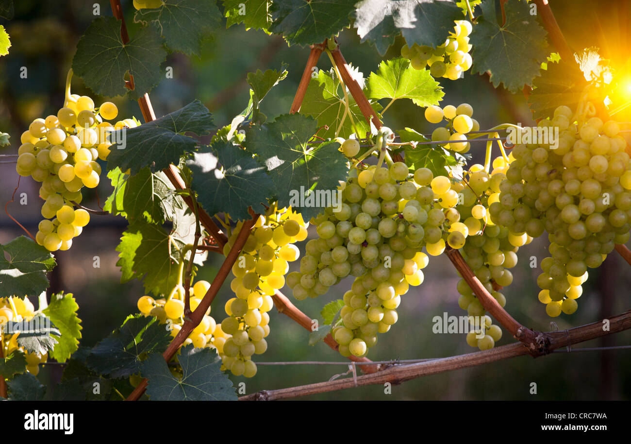 Close up di uva sulla vite in vigna Foto Stock