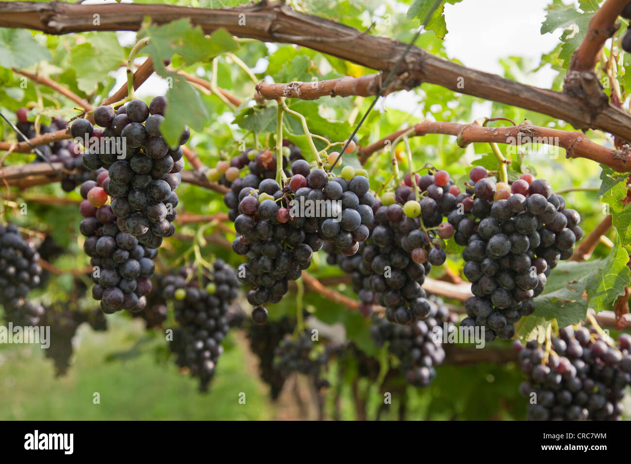 Close up di uva sulla vite in vigna Foto Stock