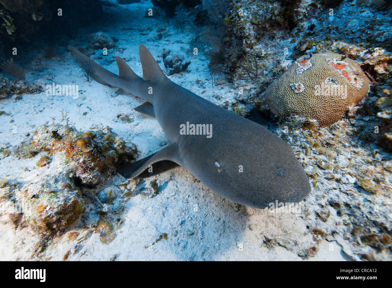 Squalo nutrice sull oceano pavimento in Turks & Caicos. Foto Stock