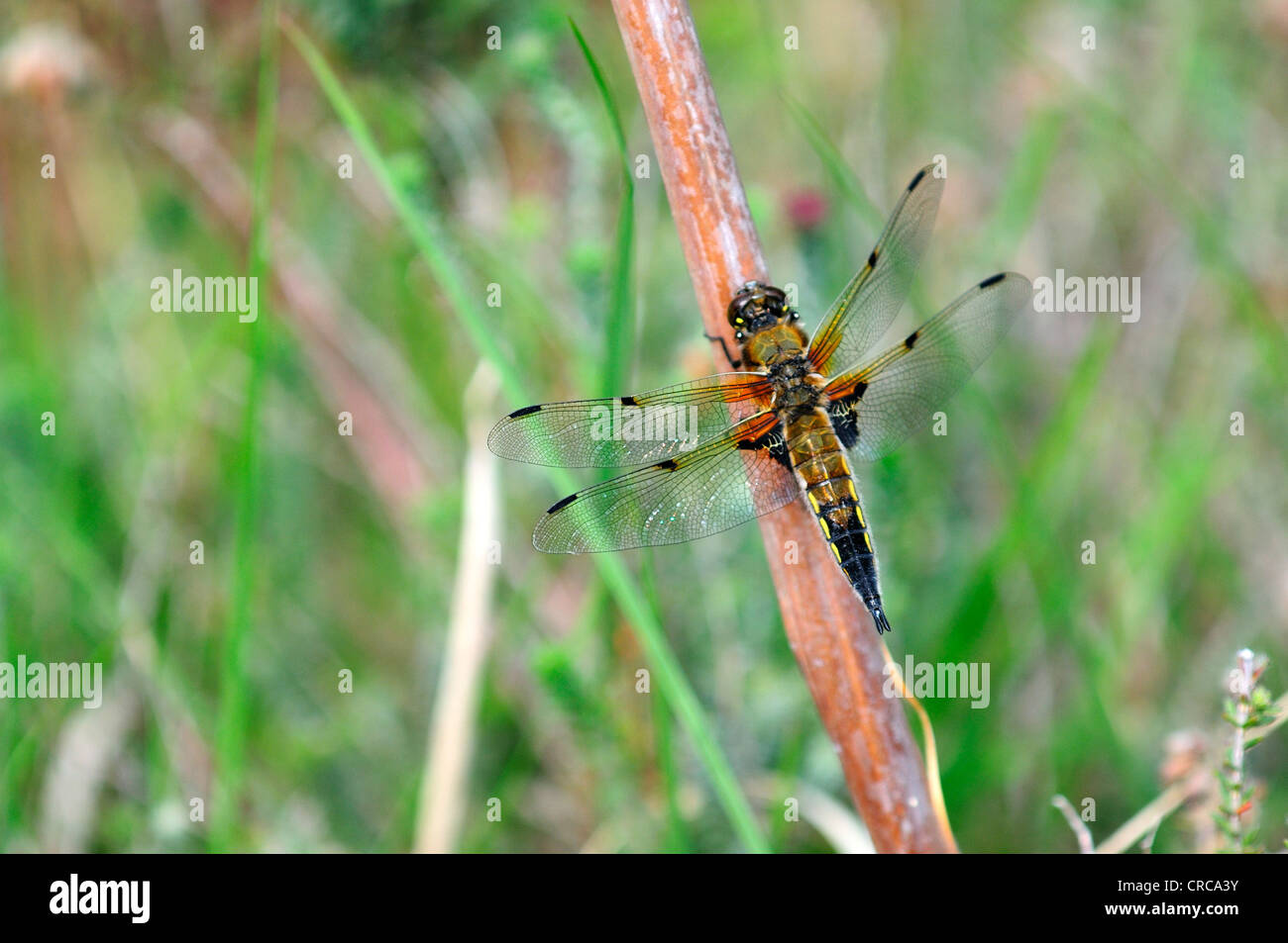Un quattro-spotted chaser a riposo Dorset Regno Unito Foto Stock