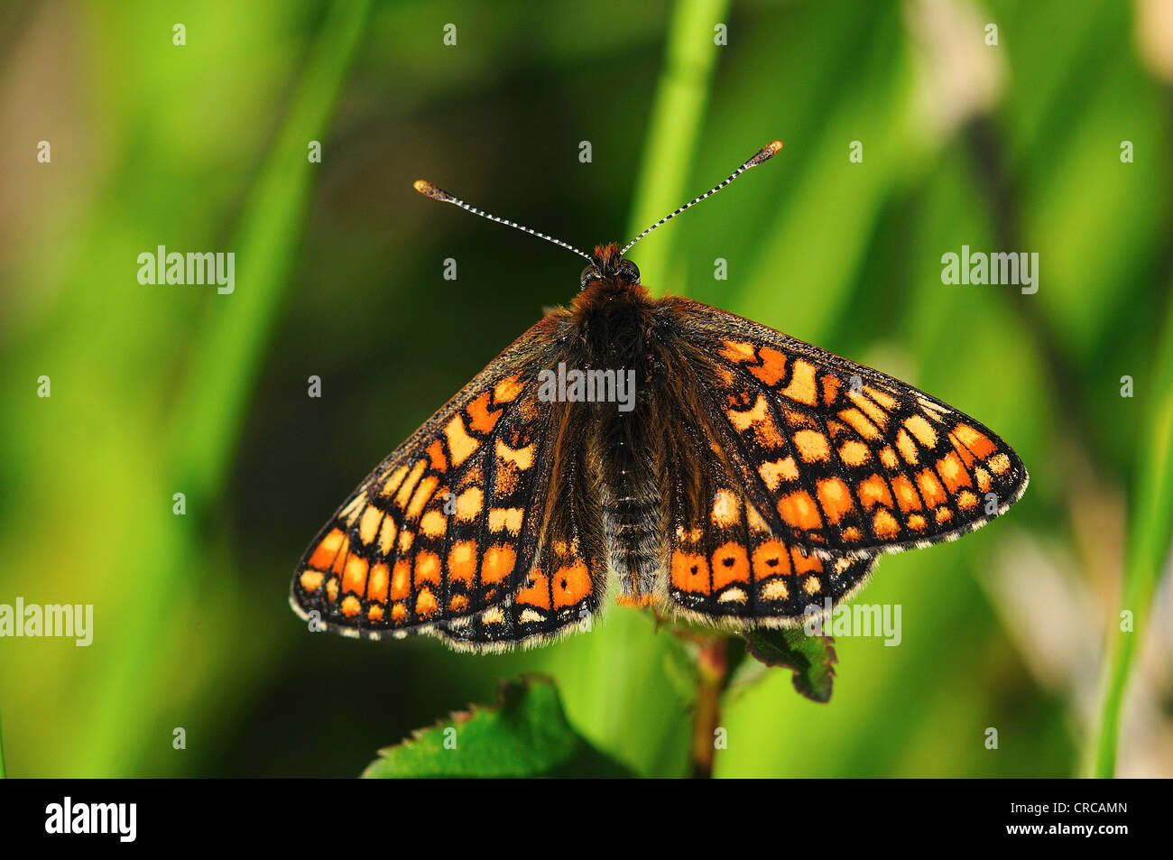 Una bella palude fritillary a riposo REGNO UNITO Foto Stock