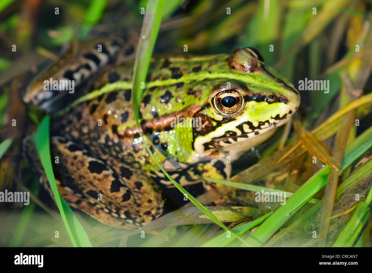 Una rana di palude nasconde nelle erbe REGNO UNITO Foto Stock