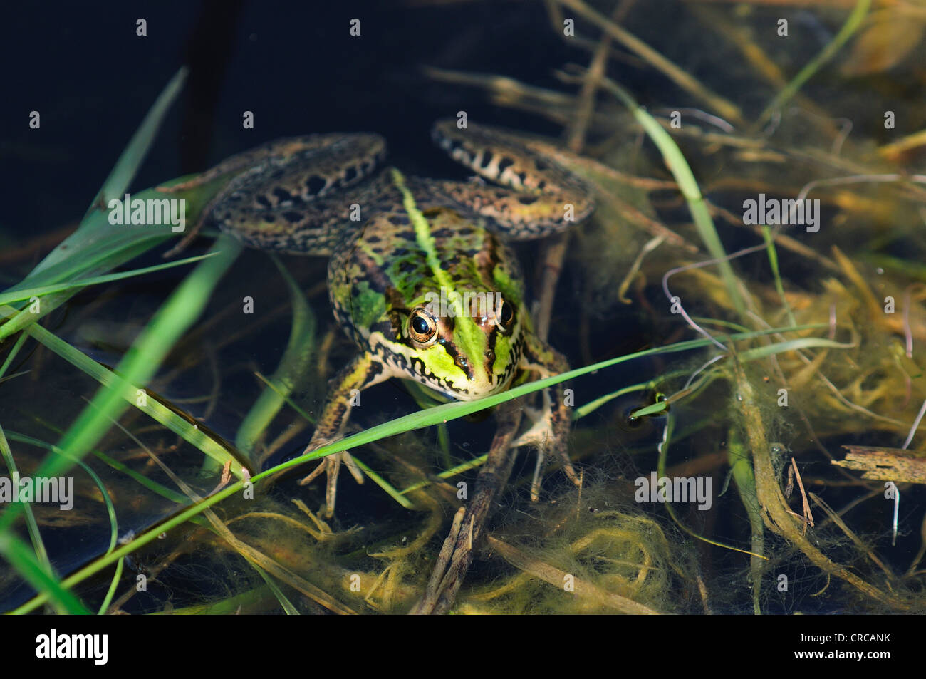Una rana di palude nel water REGNO UNITO Foto Stock