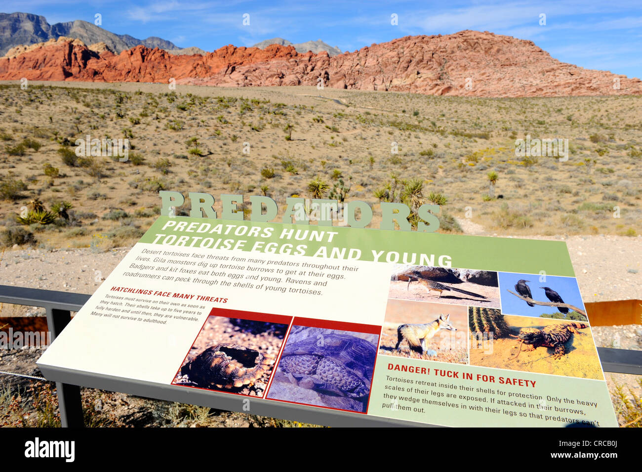 Visitatori Red Rock Canyon Area di Conservazione di Las Vegas Nevada Foto Stock