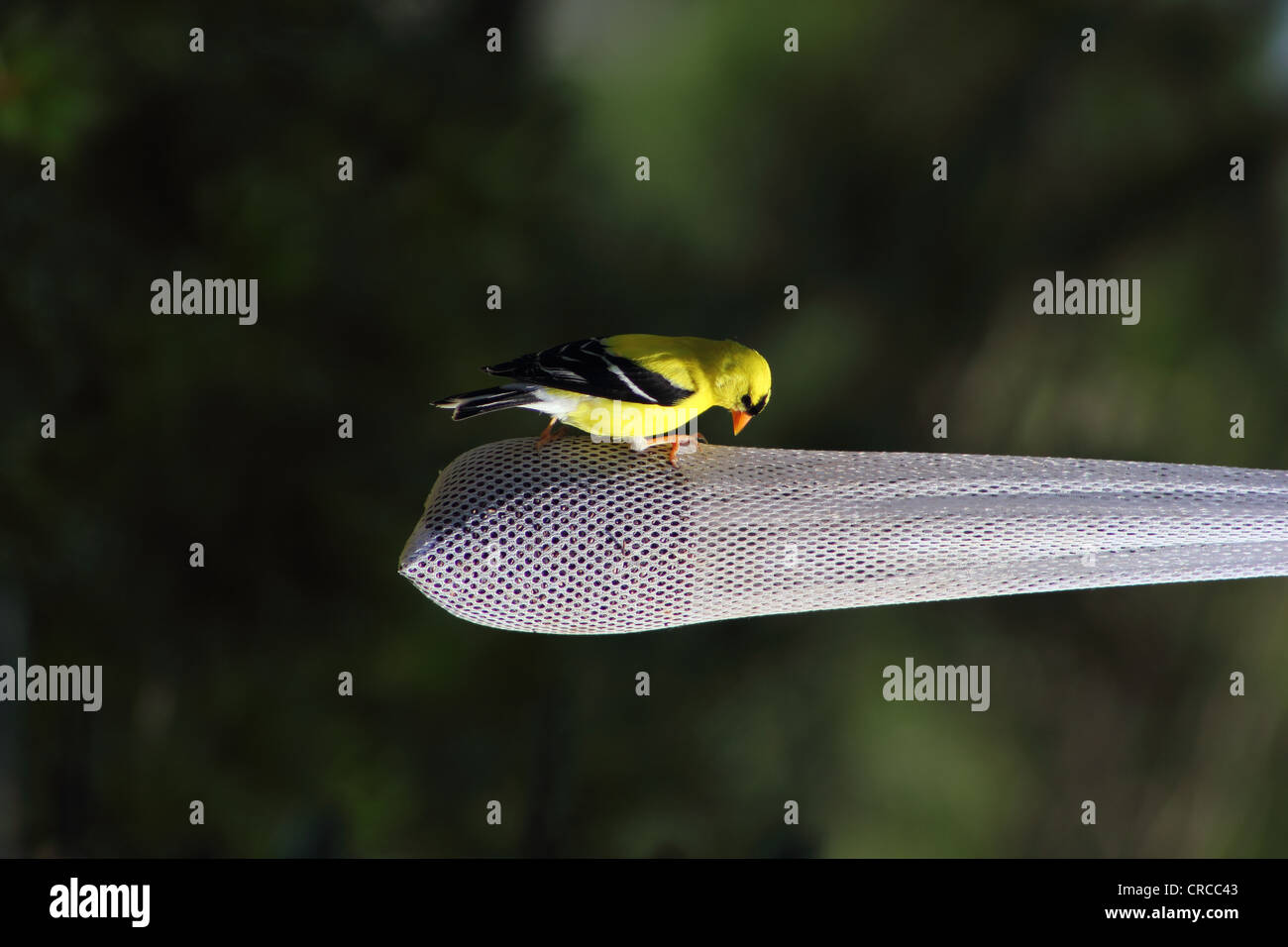 Oro Finch maschio su thistle sementi borsa alimentatore Foto Stock