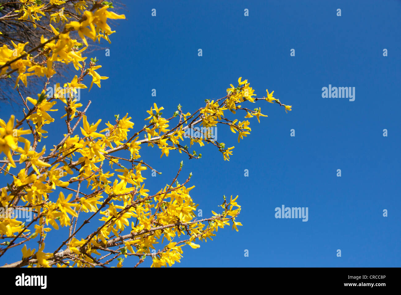 Il giallo dei fiori di forsitia (coltivazione x intermedia) con cielo blu sullo sfondo Cardiff Wales UK Foto Stock