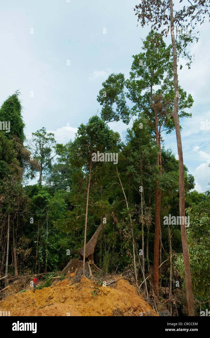Deforestazione della foresta pluviale del Sud Est Asiatico. Foto Stock