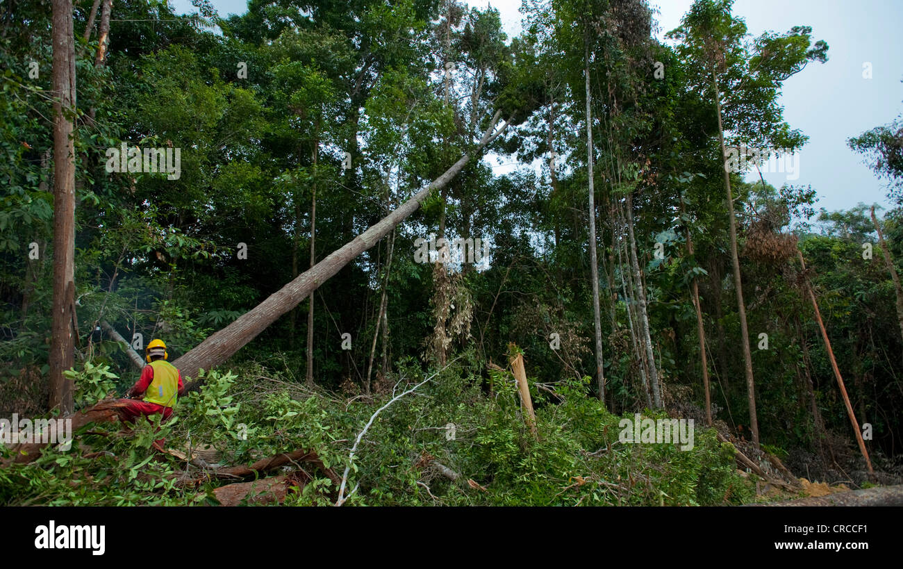 Deforestazione della foresta pluviale del Sud Est Asiatico. Foto Stock