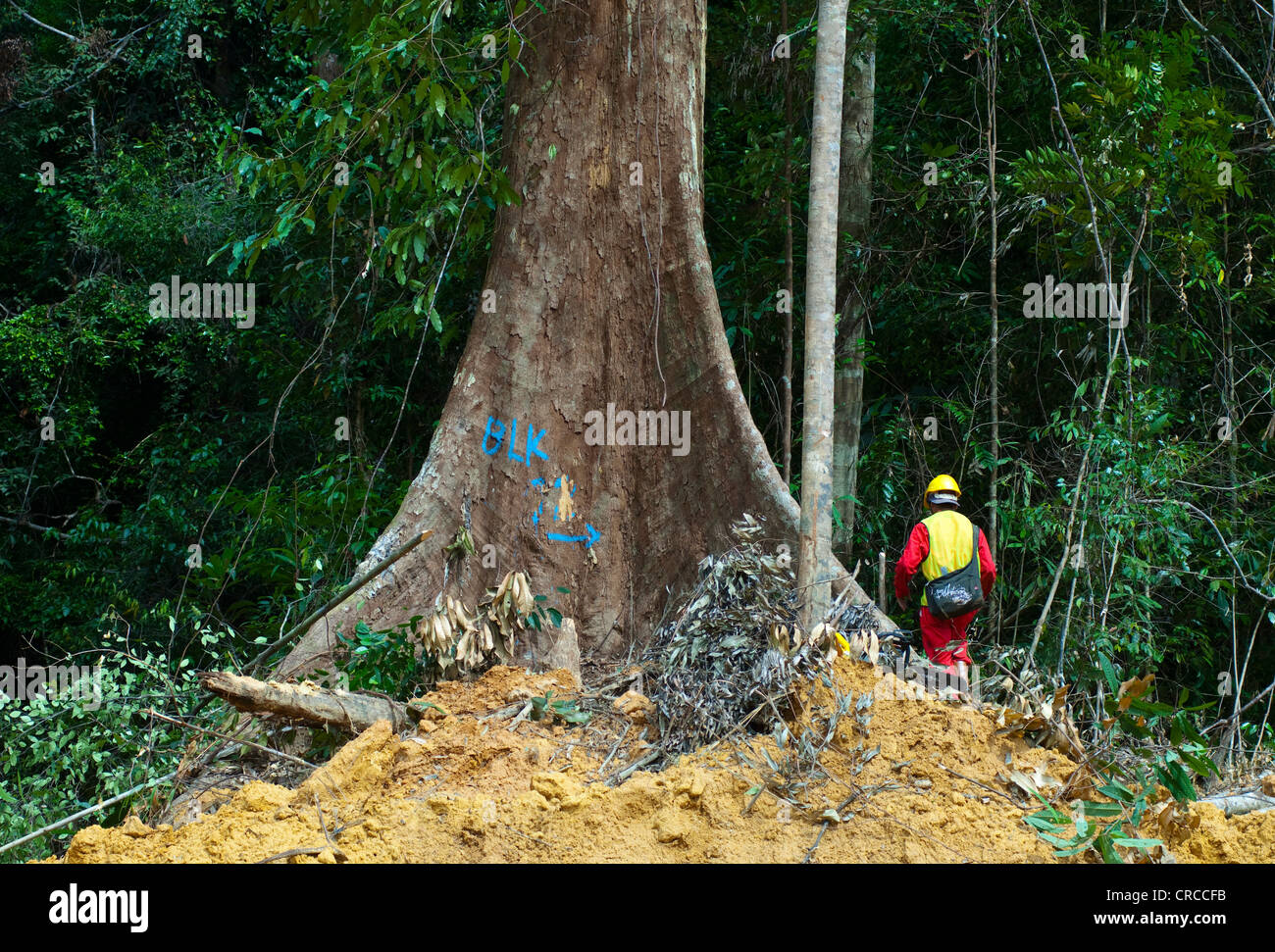 Deforestazione della foresta pluviale del Sud Est Asiatico. Foto Stock